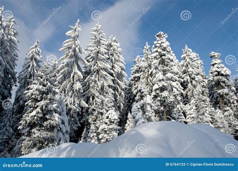 Fresh snow stock image. Image of natural, landscape, evergreen - 6764133