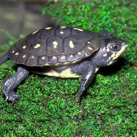 Spotted Turtle | Tulsa Zoo