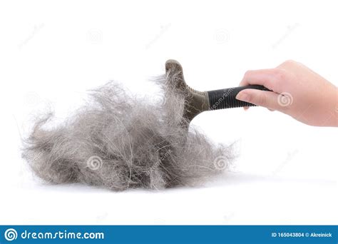 Dog shedding pile of fur stock photo. Image of brush - 165043804