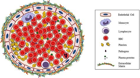 Red Blood Cell Diagram