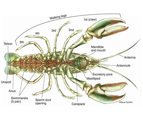 Zoology | Carlson Stock Art | Zoology, Fish anatomy, Anatomy