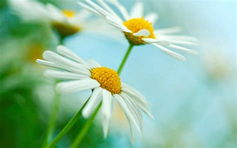 Yellow Daisy Wallpaper - WallpaperSafari