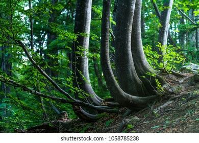 132 Krummholz Trees Images, Stock Photos & Vectors | Shutterstock