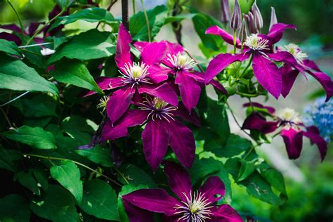 Pruning clematis: everything you need to know about how to prune ...