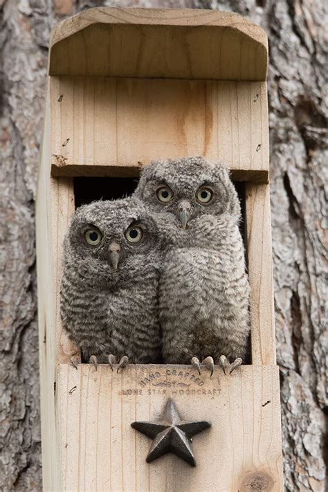 Buy Lone Star Woodcraft Screech Owl House - Nesting Box - Rectangular ...