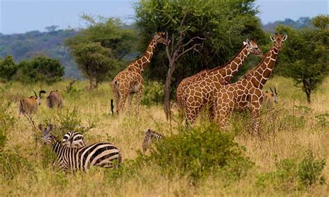 Animals in Maasai Mara - masai mara wildlife, kenya tours