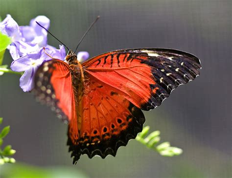 Red Lacewing butterfly photo : Biological Science Picture Directory ...