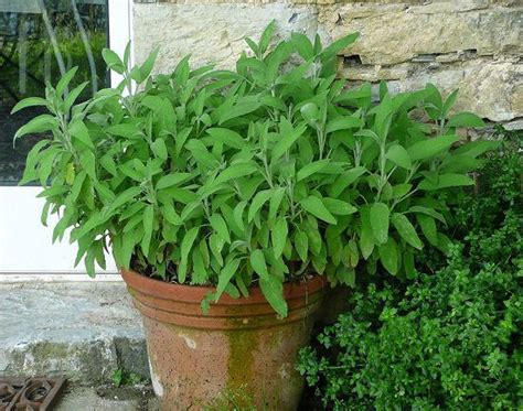 Growing Sage In Pots | Sage Plant Care In Containers