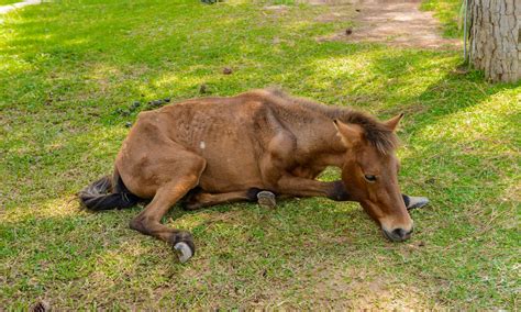 What Is Horse Colic? (Causes, Symptoms, Diagnose, Treat & Prevent)