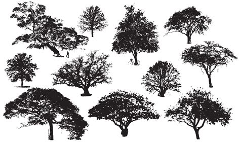 trees vector illustration design black and white background collection ...