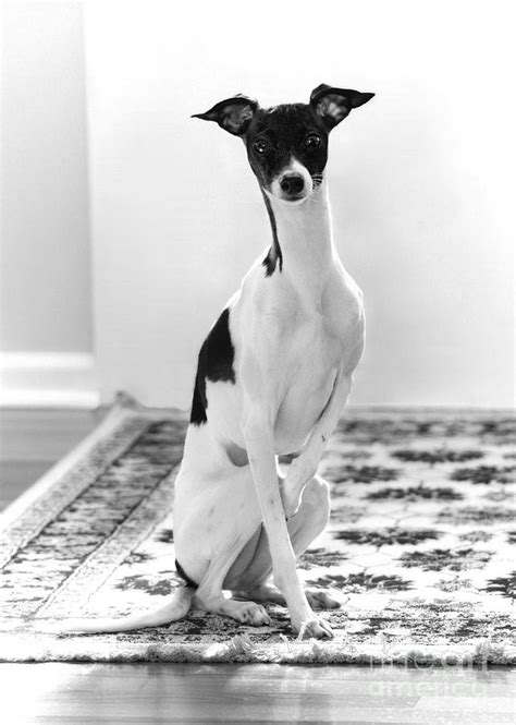 Piebald Italian Greyhound in Black and White Photograph by Angela Rath