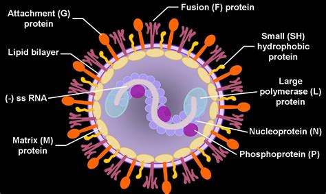 How Does RSV Work? - Get to Know Your Enemy! | Pediatric nursing ...