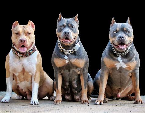 39 Excited American Bully Xl Breeder Picture HD - Bleumoonproductions