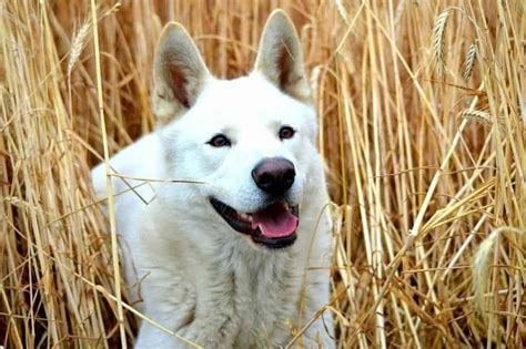 What Dose A Akita Boxer Look Like