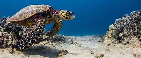 Do Hawksbill Sea Turtles Live Alone