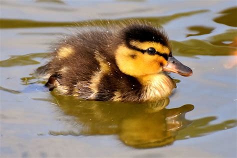 Ducklings Chick Kükchen - Free photo on Pixabay - Pixabay