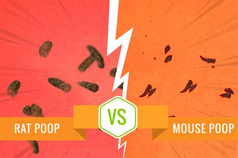 5 Honest Difference Between Mouse Poop and Rat Poop with Similarities ...