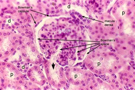 Distal Tubule Histology