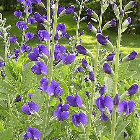 Baptisia australis (Blue Wild Indigo) Wildflower Seed