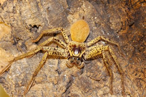 Hidden housemates: Australia’s huge and hairy huntsman spiders ...