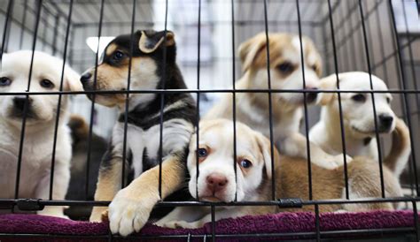 California Animal Shelter Requires Support of Gun Control for Pet ...