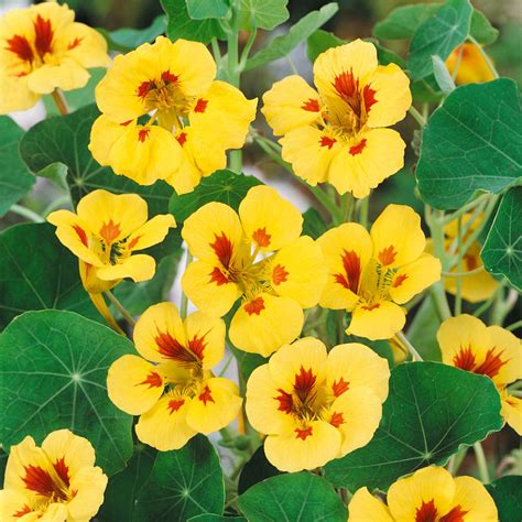 Tropaeolum Nasturtium Peach Melba Vining Flower Seeds