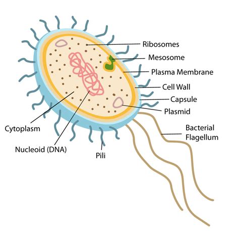 Prokaryotic Cell Structure And Function And Cells Prokaryotic Cell ...