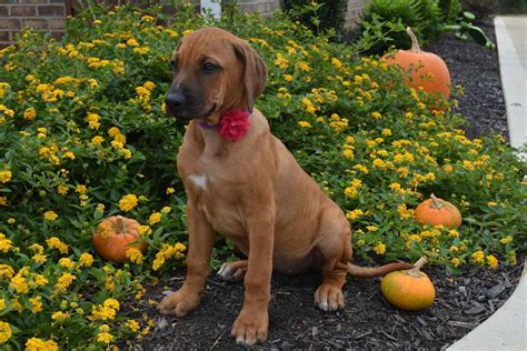 Katye White - Rhodesian Ridgeback Puppies For Sale - Born on 07/30/2019