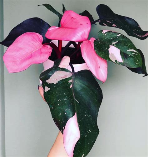 Philodendron Pink Princess Grow & Care - Philodendron Plant