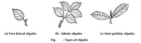 Leaf: Structure, Types, Parts and Modifications - Biology Ease