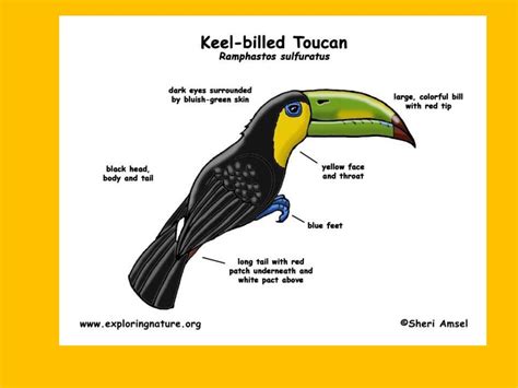 Toucan facts