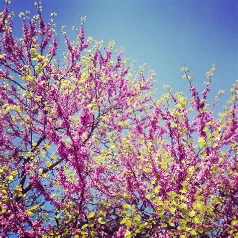 Judas Tree, cercis canadensis | Judas tree, Tree, Romantic garden