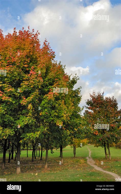 Autumn tree in park Stock Photo - Alamy