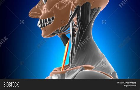 Sternothyroid Muscle Image & Photo (Free Trial) | Bigstock