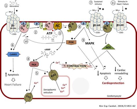 Besorgnis, Sorge Jahr Van non selective beta blockers mechanism of ...