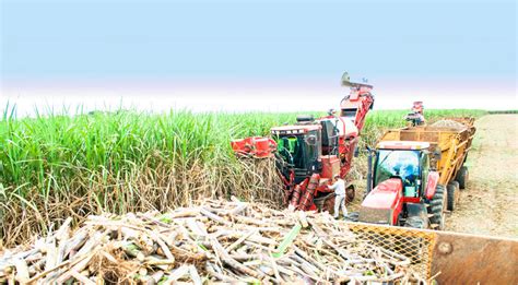 The Sugar Series: Cane Sugar Production