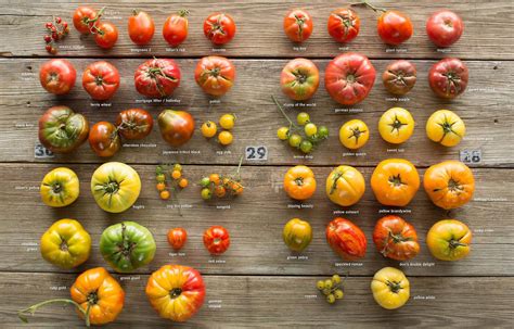 Heirloom Tomatoes and Seed Saving – Wildsight