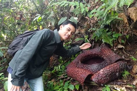 Fakta Menarik Bunga Rafflesia, Bunga Terbesar di Dunia yang Menjadi ...