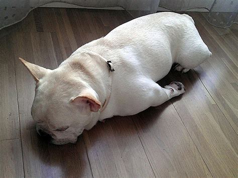 The 14 Most Awkward French Bulldog Sleeping Positions