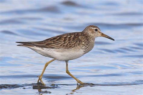 Image 22713 of Pectoral Sandpiper by William Betts