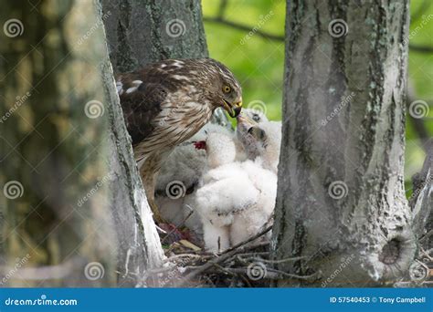 Cooper-s Hawk Feeding Chicks Stock Image - Image of chick, stick: 57540453