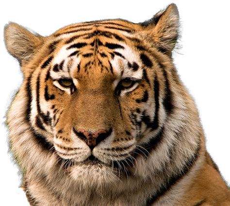 Download Tiger Head Png - Tiger Face Transparent Background PNG Image ...