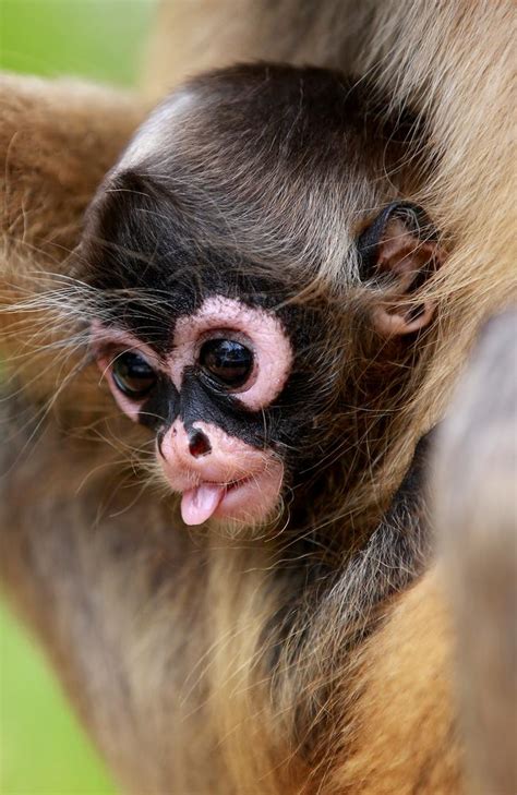 Taronga Western Plains Zoo welcomes first spider monkey