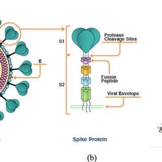 (a) Structure of the capsid proteins and internal genetic material of ...