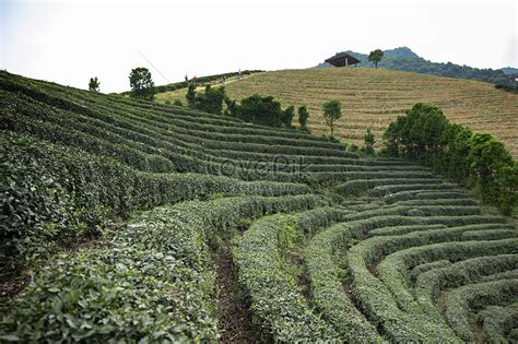 Tea Garden Picture And HD Photos | Free Download On Lovepik