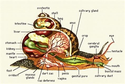 Tips For Looking After Your Giant African Land Snail (GALS) | HubPages