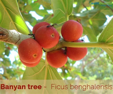 Banyan tree facts and health benefits