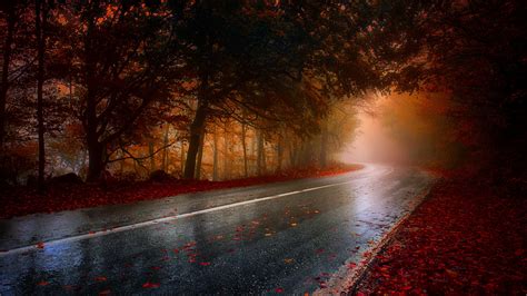 Wet Rainy Road Leaf Fallen Hd Wallpaper,HD Nature Wallpapers,4k ...