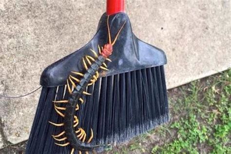 Giant Redheaded Centipede Photo Goes Viral, Horrifies the Internet ...