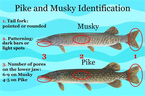 Muskie vs. Pike: All You Need to Know